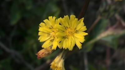 【植物】花朵,唯美,春天,开春,野菊花