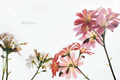 {露薇花 粉橘色的也开花了~逆光