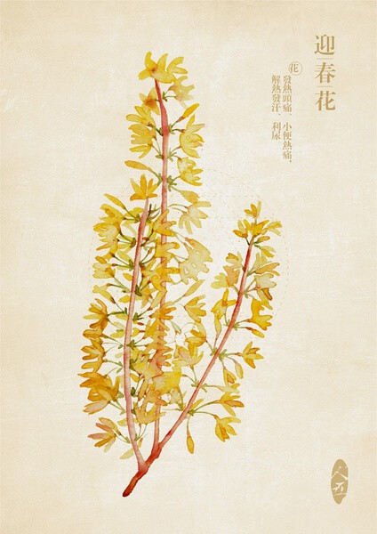 【芝兰集】古风水彩本草 作者 人五 迎春花
