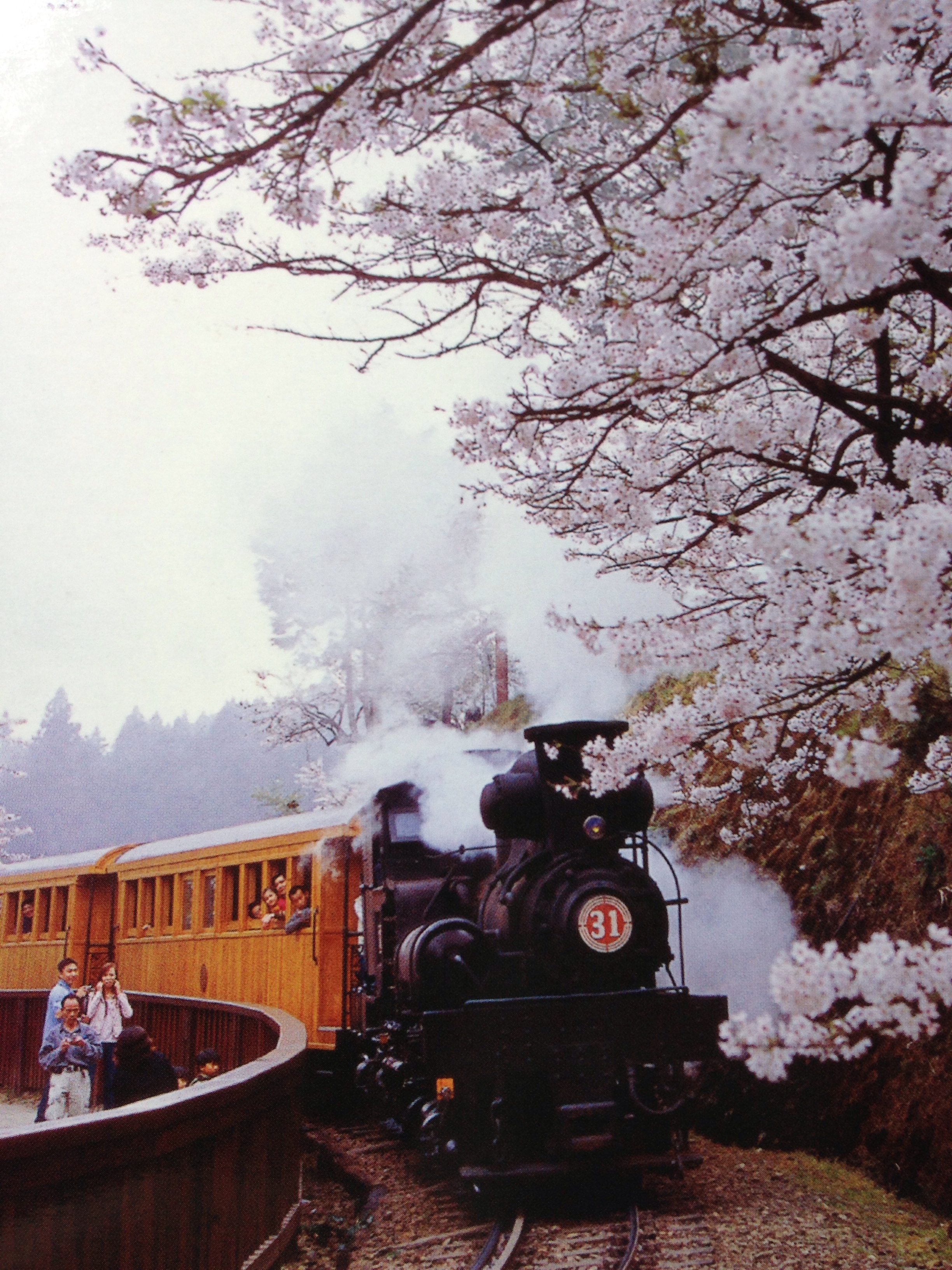 台湾的樱花火车