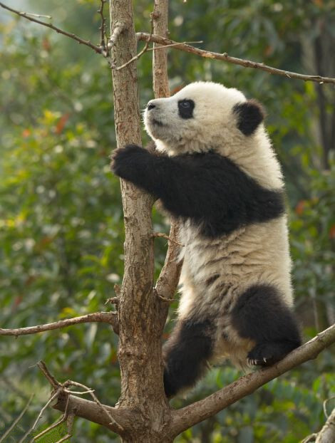 大熊猫幼崽学习爬树