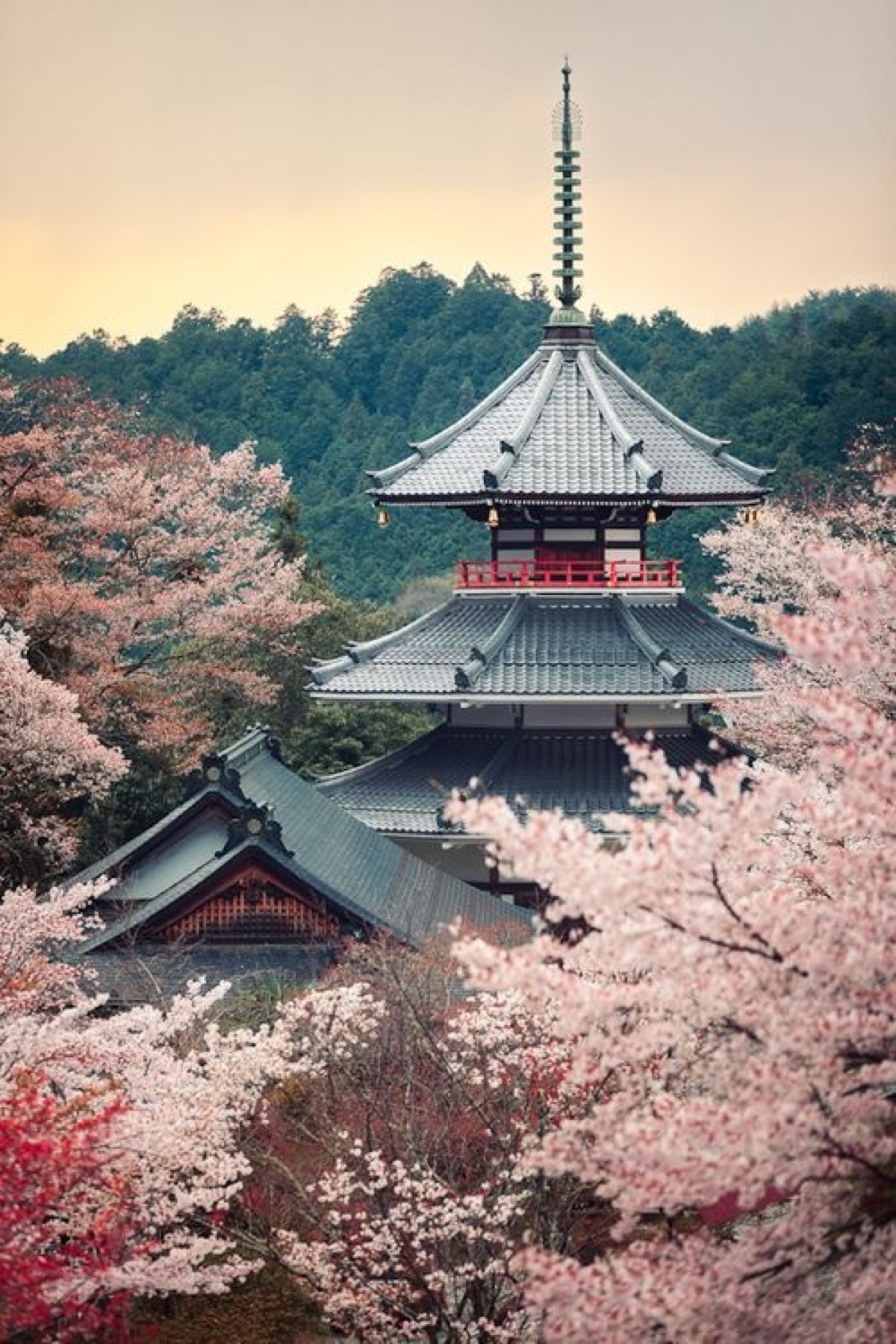 三月去哪里看樱花:日本奈良 吉野山