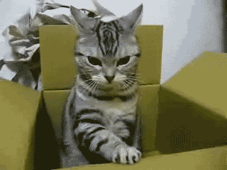炯炯有神的猫咪