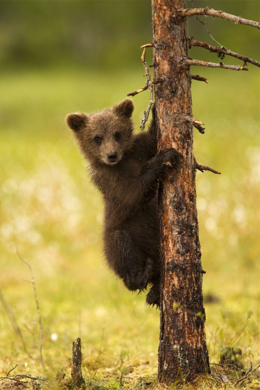小熊爬树