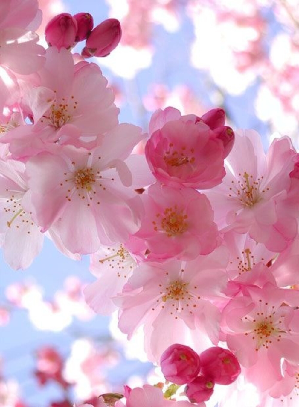 三月桃花开 - 堆糖,美图壁纸兴趣社区