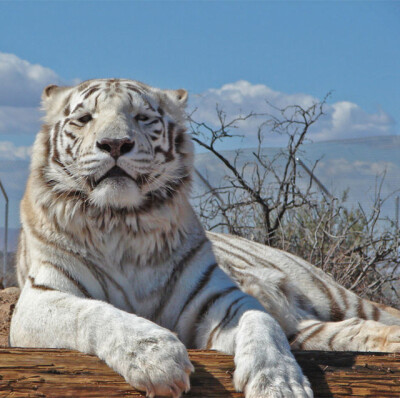 白老虎 凶猛图片