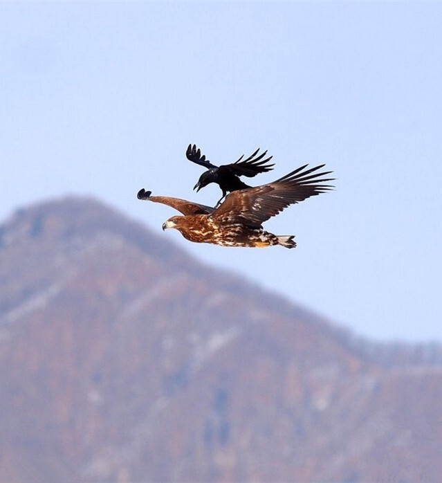 摄影师hyeongchol kim拍摄到了一只乌鸦站在老鹰背上搭便车的搞笑场面