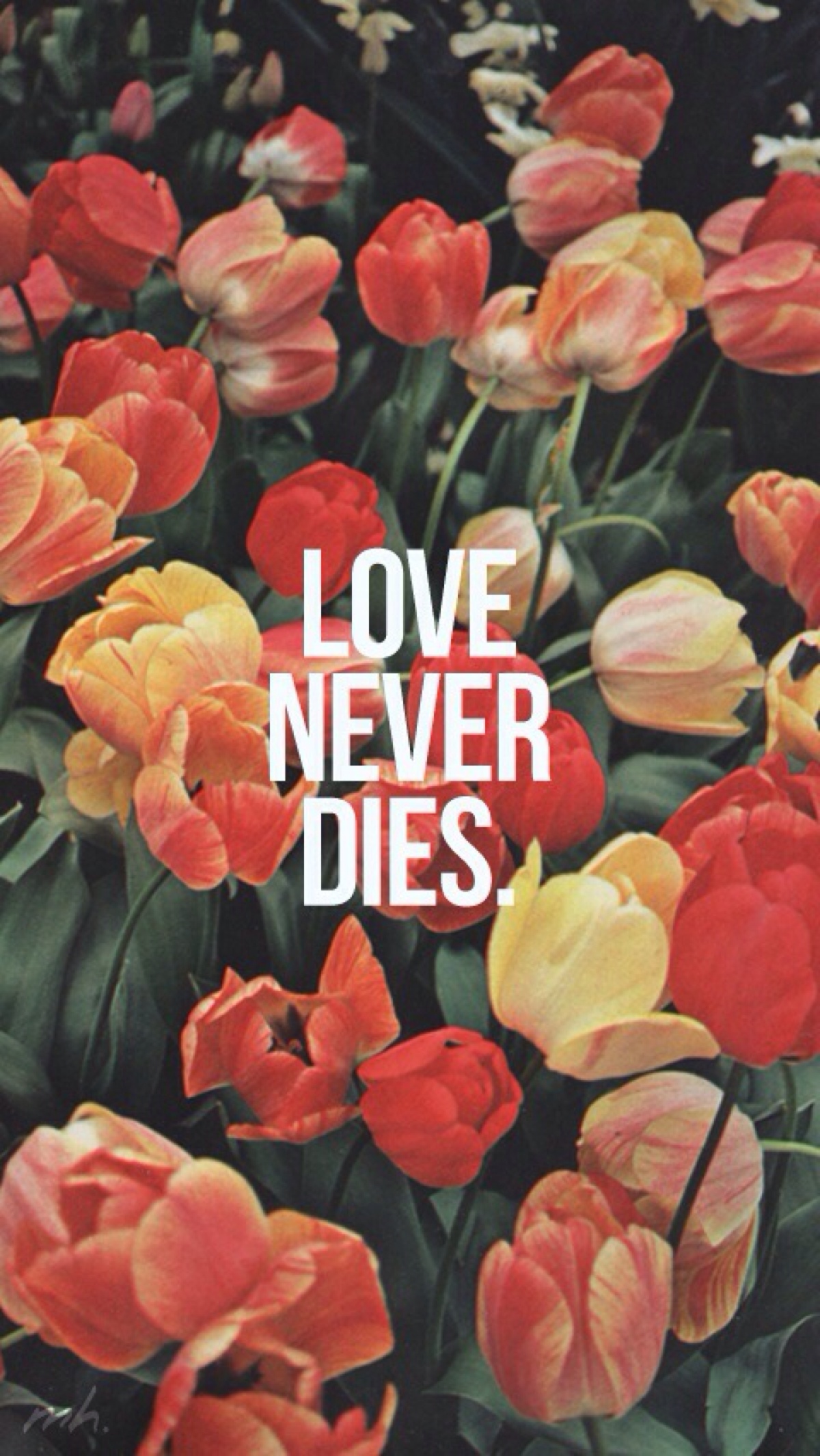 medahughes 壁纸 原宿 文字 句子 清新 iphone 欧美 花