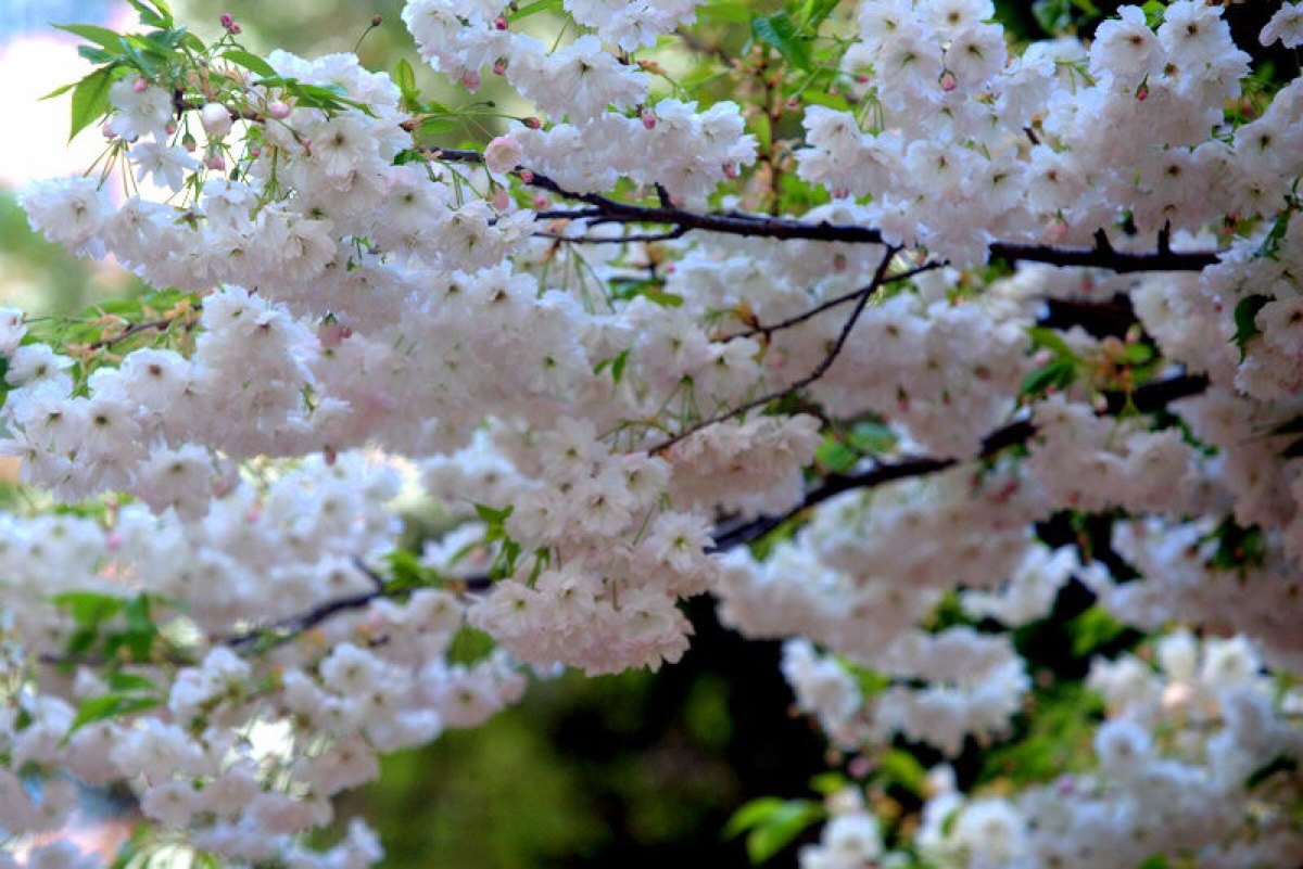 樱花- 堆糖,美图壁纸兴趣社区