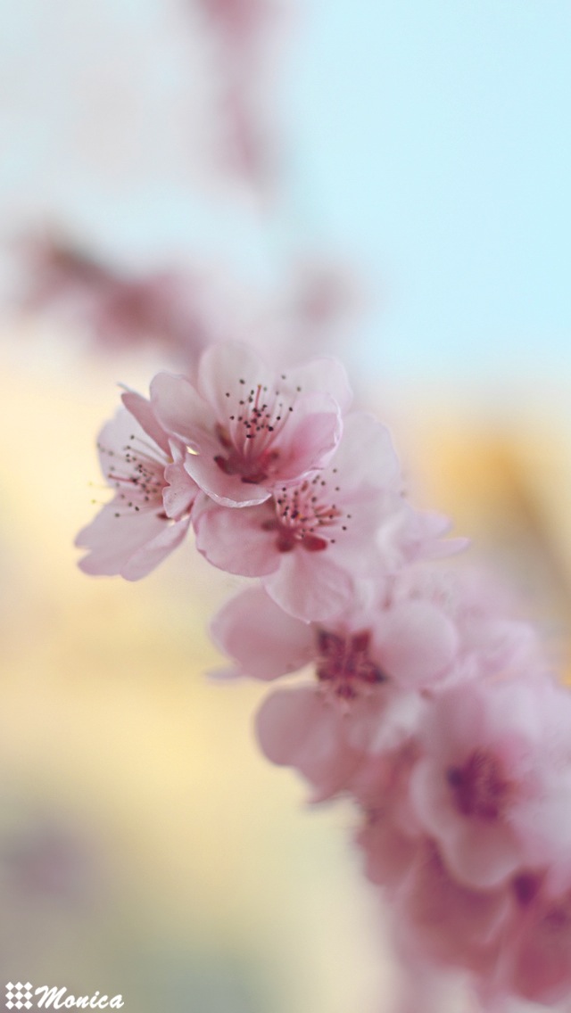 iphone 壁纸 桌面 小清新 治愈系 文艺 樱花 花(所有壁纸均为monica