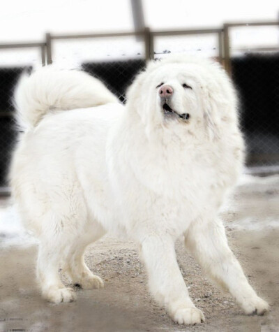 全名:藏獒(tibetan mastiff),又名藏狗/蕃狗/羌狗 原产于中国青藏高原