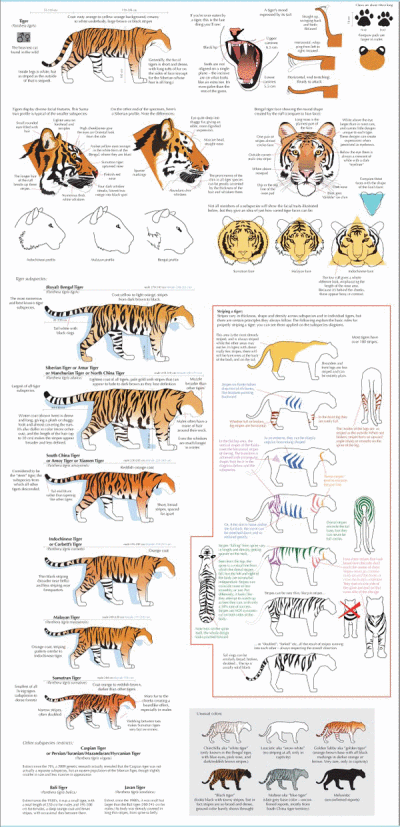 豹亚科pantherinae 4