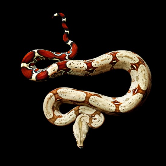 蛇8