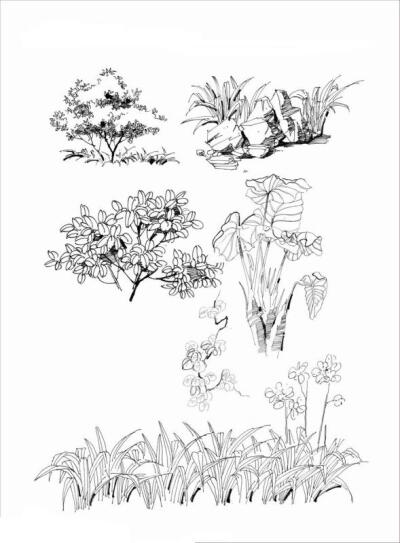 绘晨手绘 室外植物手绘效果图 景观单体手绘效果图 景观植物线稿 绘晨