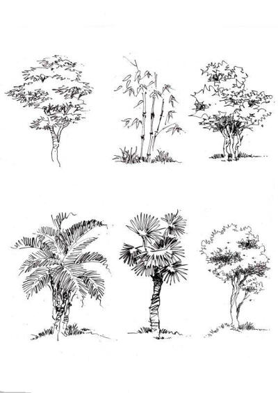 室外植物手绘效果图 景观单体手绘效果图 景观植物线稿 绘晨手绘 官网