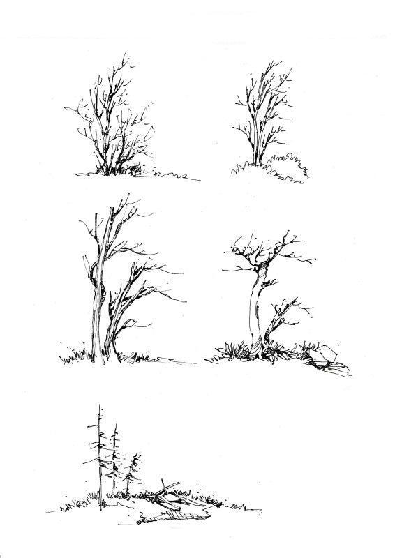 绘晨手绘 室外植物手绘效果图 景观单体手绘效果图 景观植物线稿 绘晨