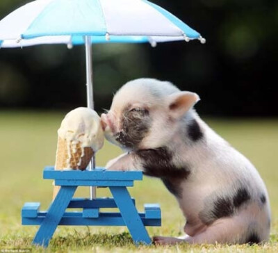 萌小猪吃冰淇淋