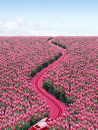 郁金香花海 http://www.guilinly8.com