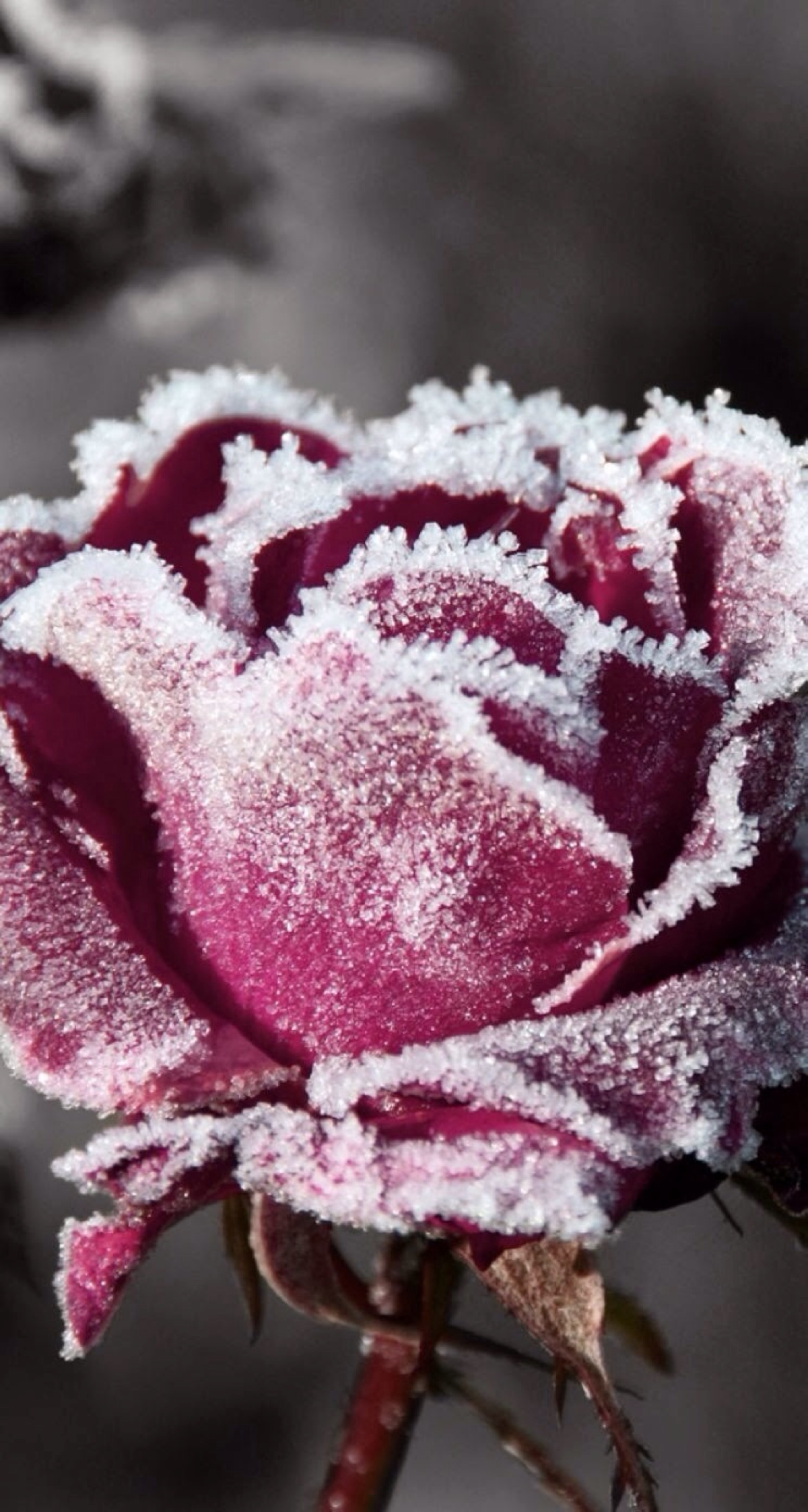 冬日雪景 玫瑰