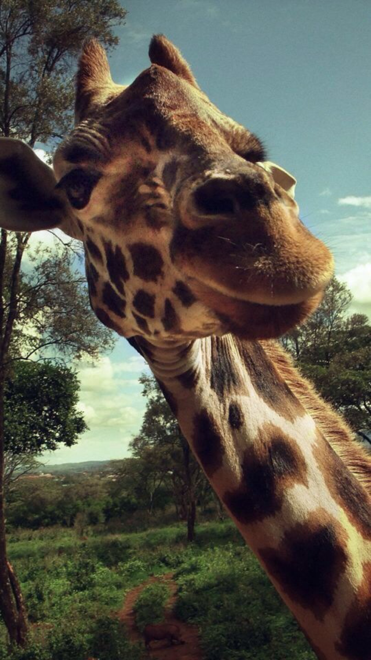 长颈鹿 - 堆糖,美图壁纸兴趣社区