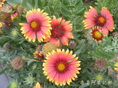 勋章菊(学名:gazania rigens),又名:勋章花,非洲太阳花,属菊目,菊目科