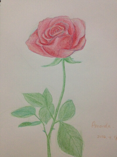 二次元手绘 蔷薇花图片