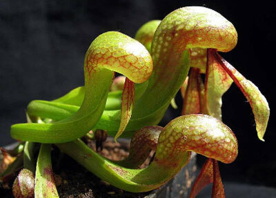 眼镜蛇瓶子草是非常知名的食虫植物品种,因酷似眼镜蛇而得名,是许多