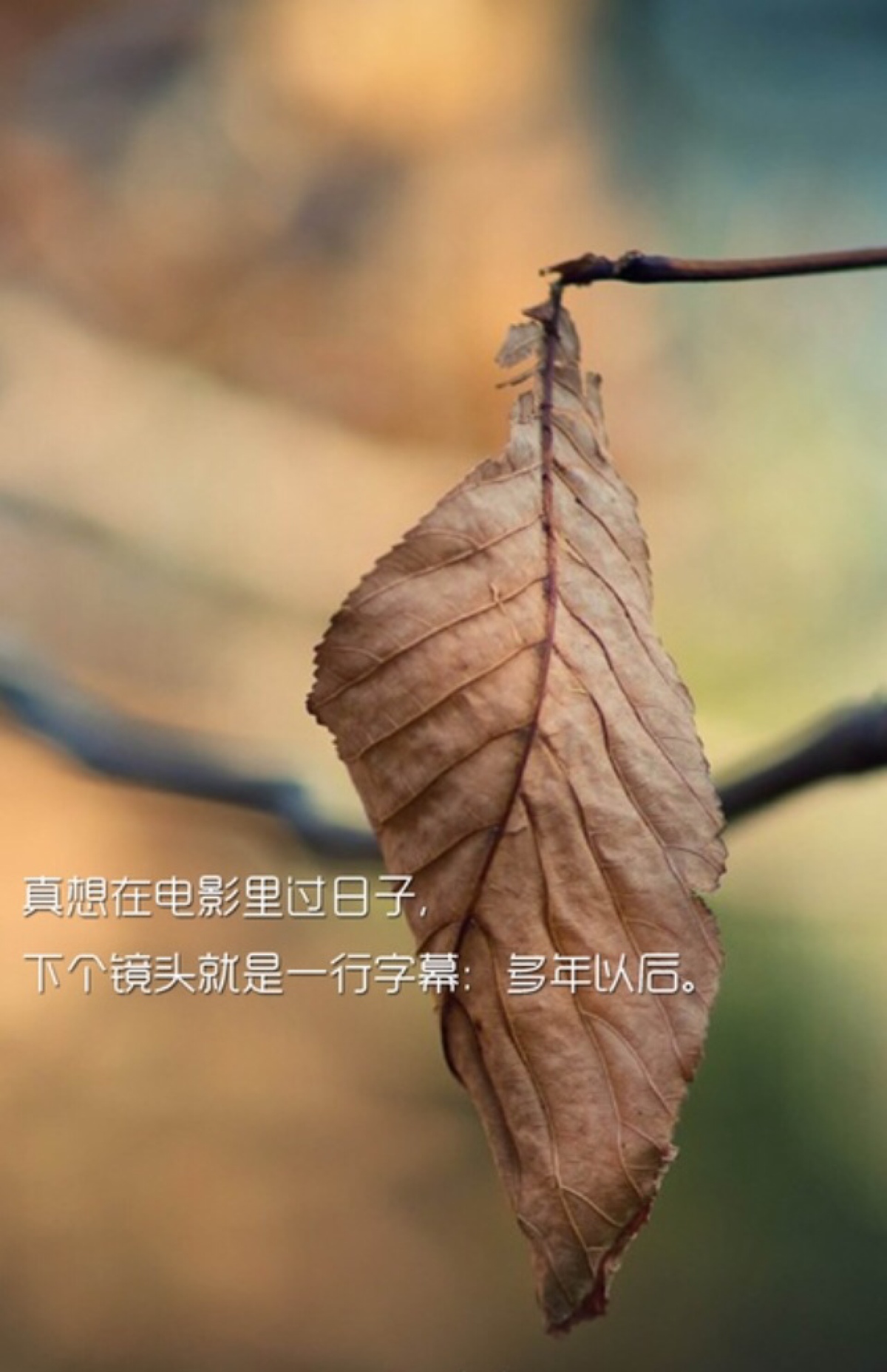 真想在电影里过日子.下个镜头就是一行字幕.多年以后.