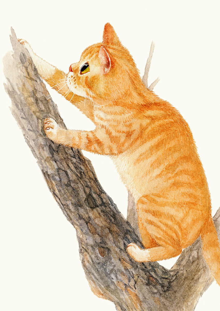 爬树的小黄猫