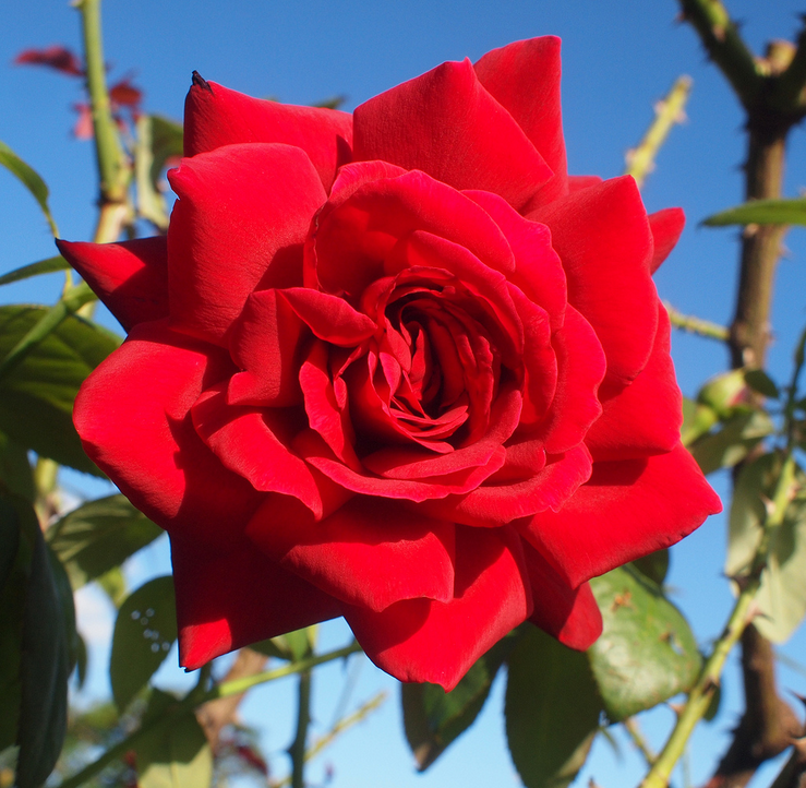 红衣主教月季属于ht系统杂交茶香红色系,开花色泽比朱墨双辉偏红,花朵