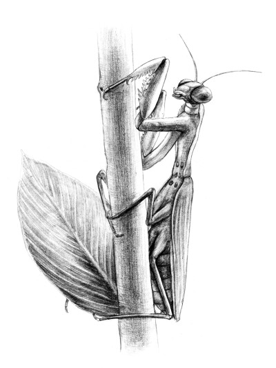 螳螂图片素描简笔画图片
