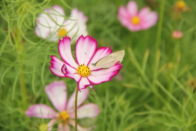 格桑花开