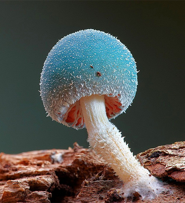 蓝色蘑菇能吃啵?蓝色的菜菜估计都不能吃吧?反正我木有吃过.