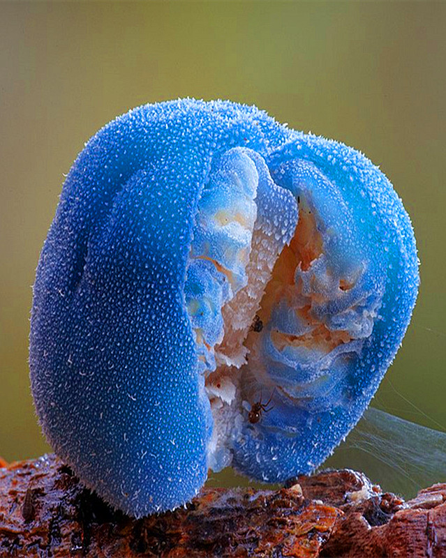 蓝晶微生物图片
