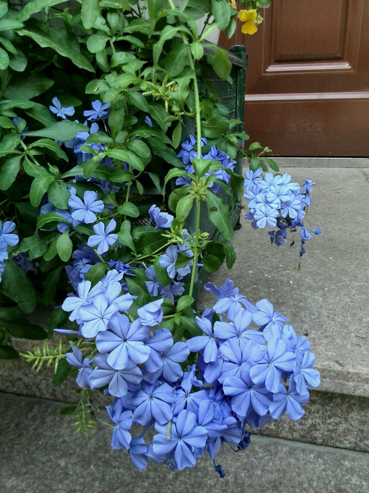 小花仙蓝雪花精灵王图片