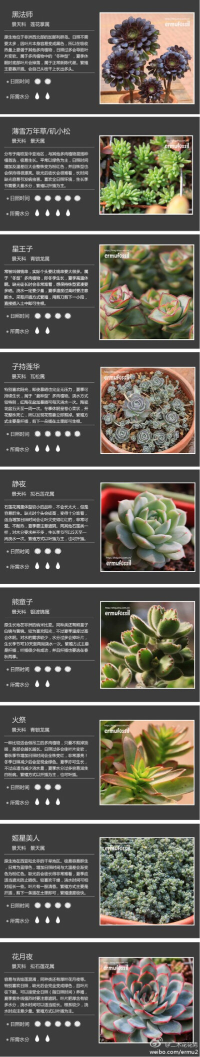 植物多肉