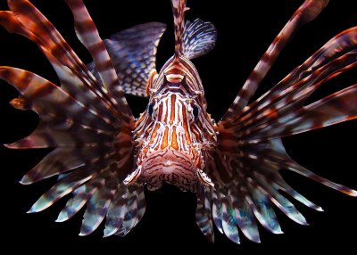 素材类别:狮子鱼 热带鱼 鱼类 狮子鱼,鱼类,珊瑚,海底,海洋,生物,动物