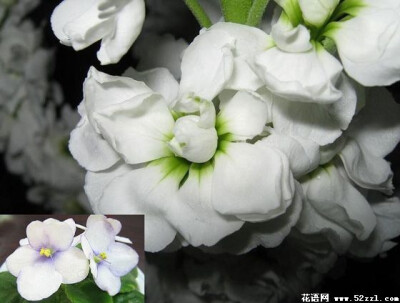 白色紫罗兰花语:诚实,清凉,让我们抓住幸福的机会