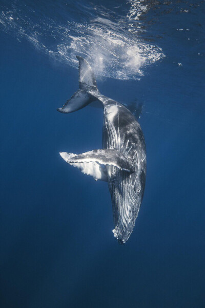 humpback whale