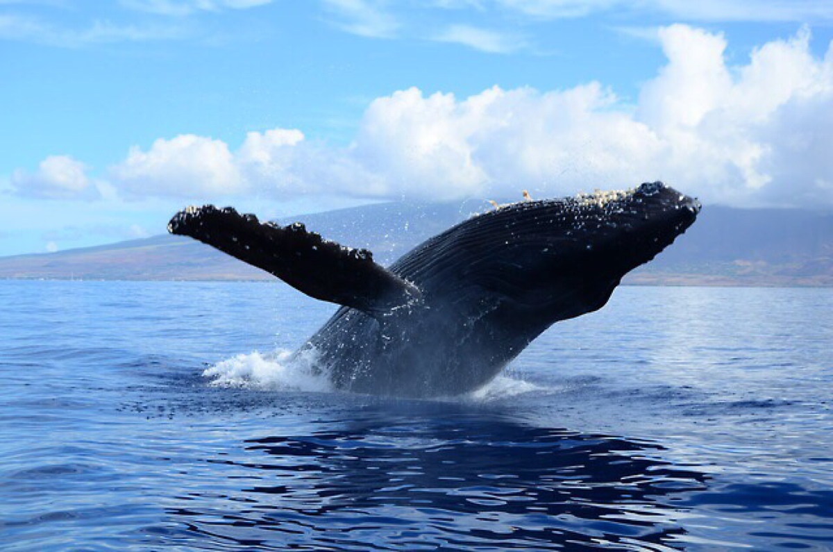 humpback whale