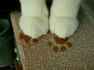 猫爪爪可爱
