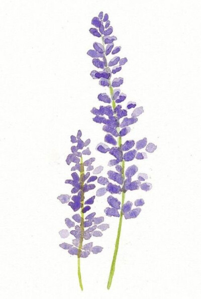 薰衣草 插画