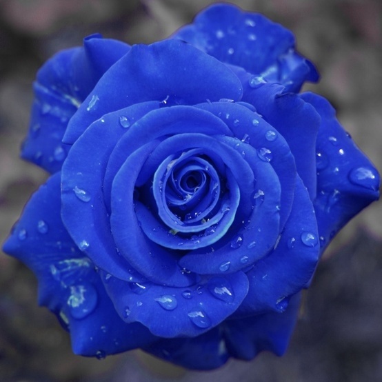 蓝色的花叫什么名字图片