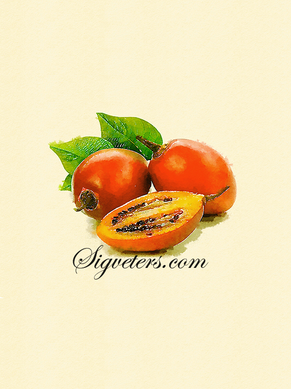 手绘水彩插画素材 水果植物系列 热带水果 百香果