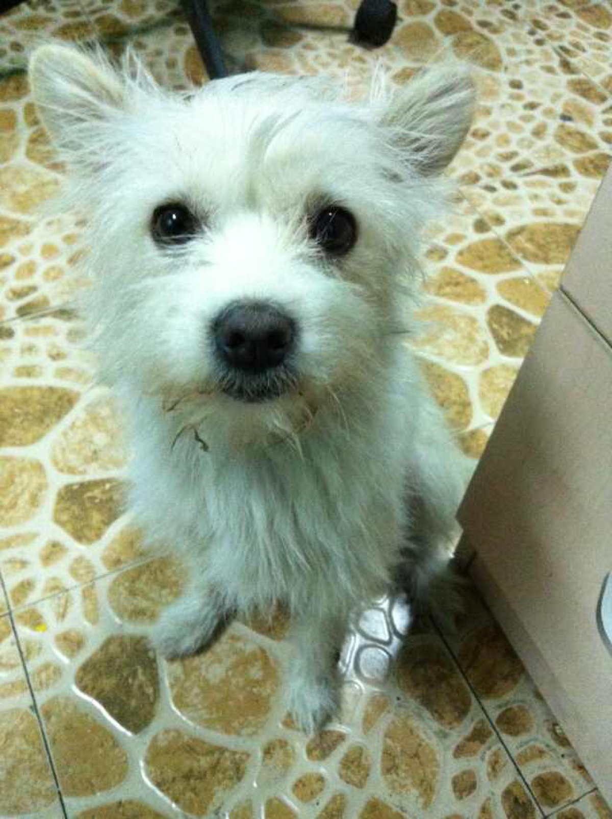 一脸可怜无辜的小白