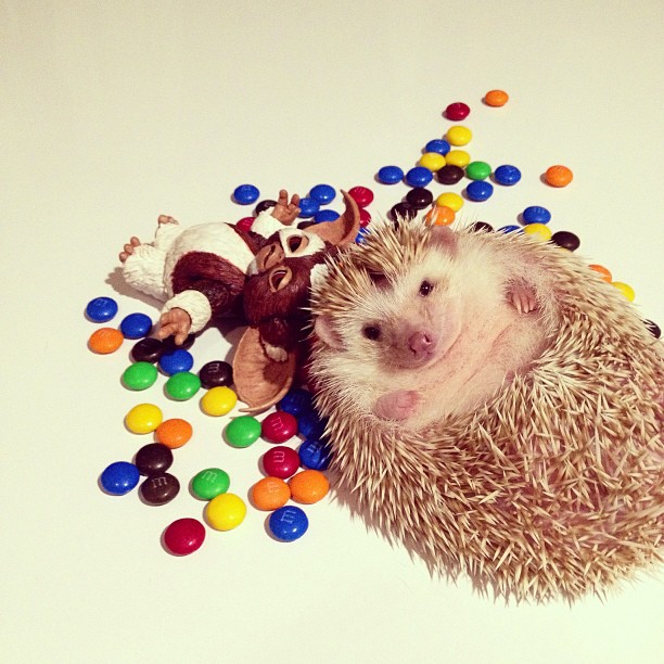 扎手星人超萌小刺猬darcy