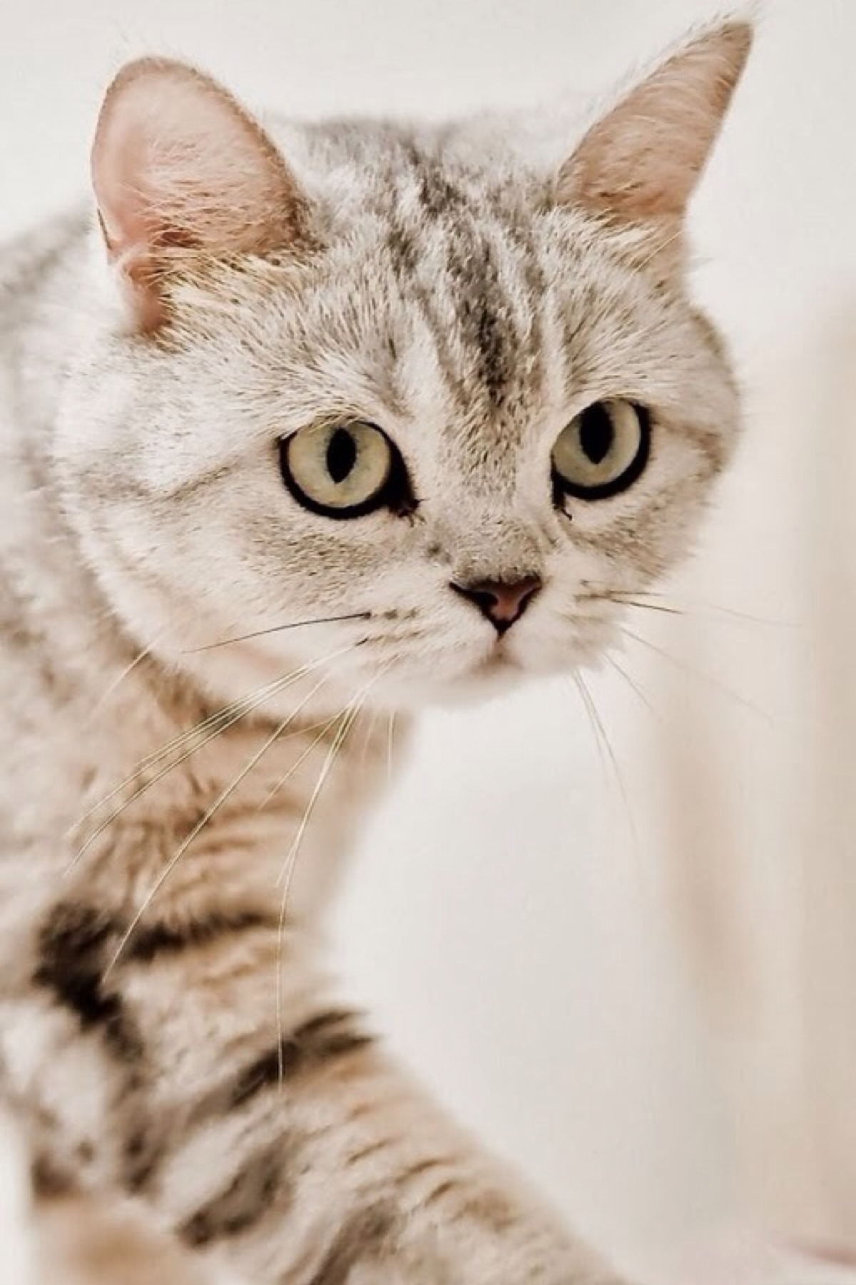 猫- 堆糖,美图壁纸兴趣社区