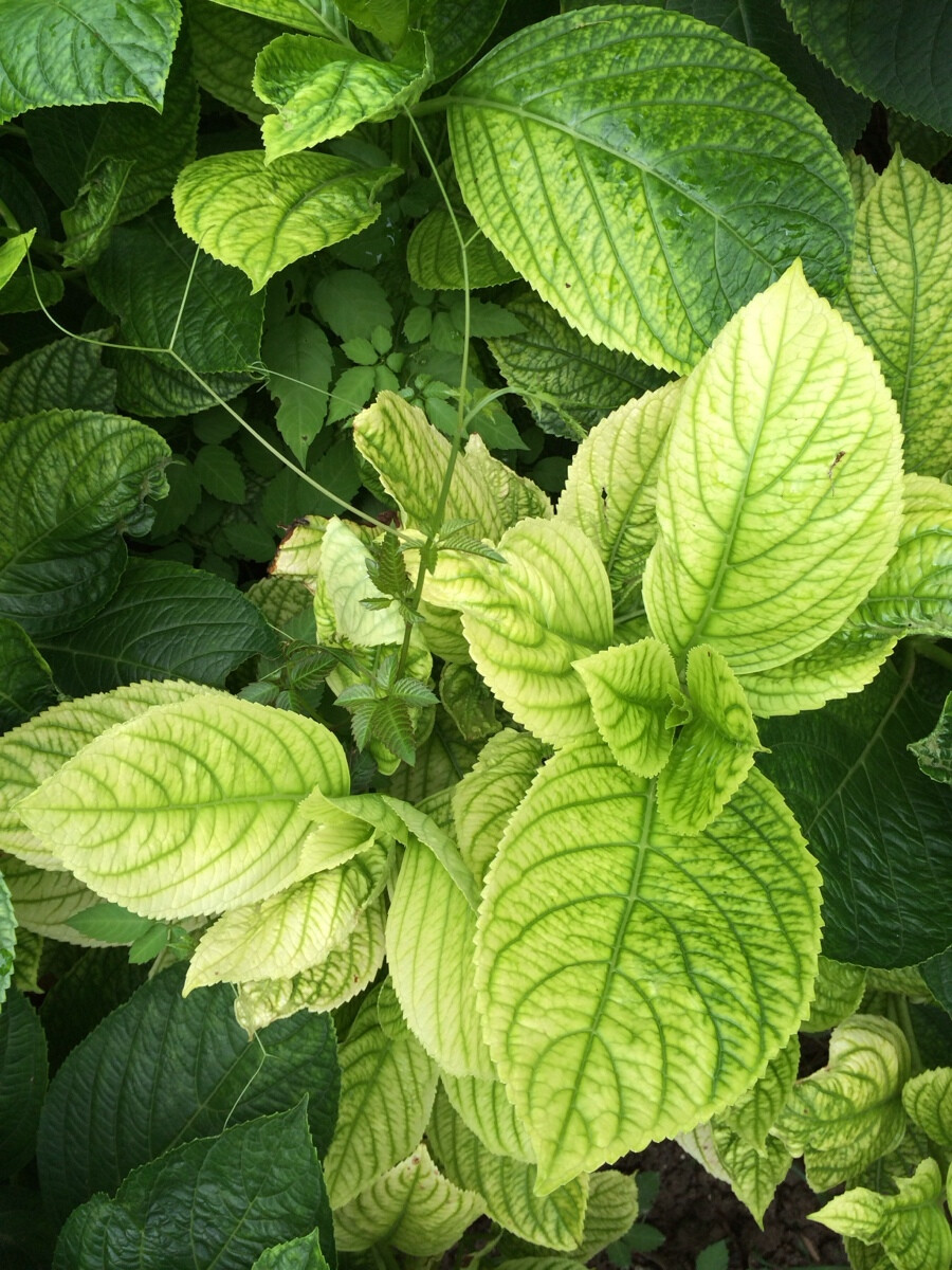 喜欢这渐变的绣球花叶