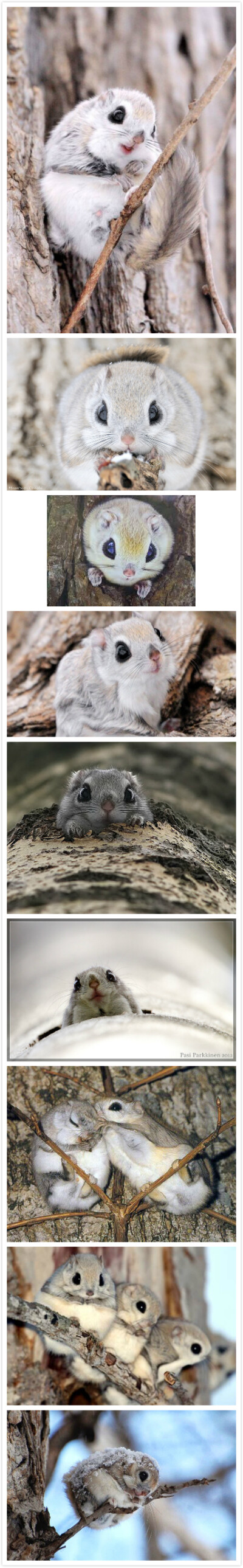 【西伯利亚鼯鼠】这个画了眼线,涂了唇彩的小萌物,也称俄罗斯鼯鼠