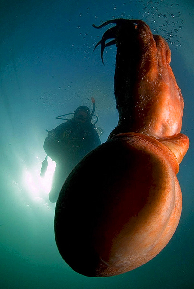 深海最大的乌贼图片